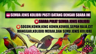 Suara pikat sogon,konin,kowul,king konin,pijantung pisang,sepah raja...