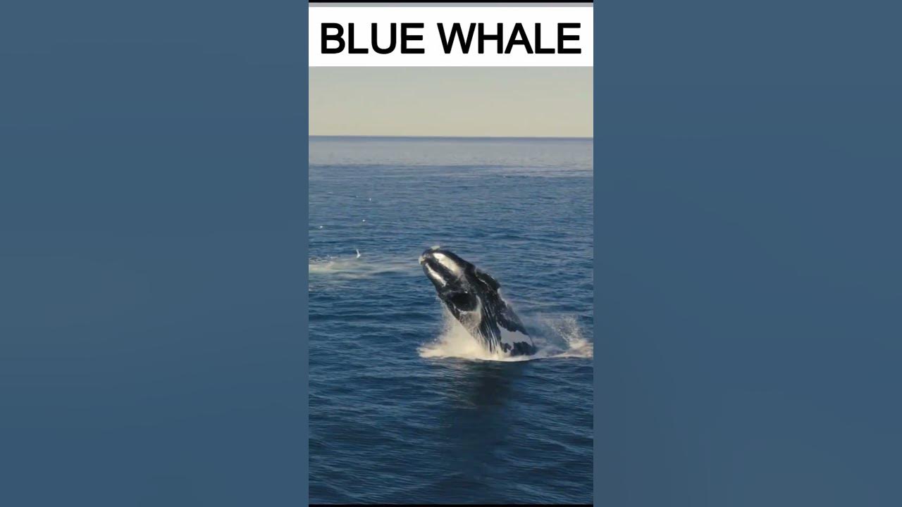 23 FEET LONG BABY OF BLUE WHALE / REAL SOUND OF BLUE WHALE / FACTS