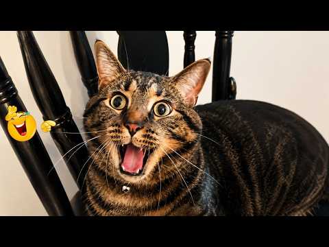 Best Cat Moments 🐈 | TRY NOT TO LAUGH – FUNNY Cat FAILS Compilation 😹😂