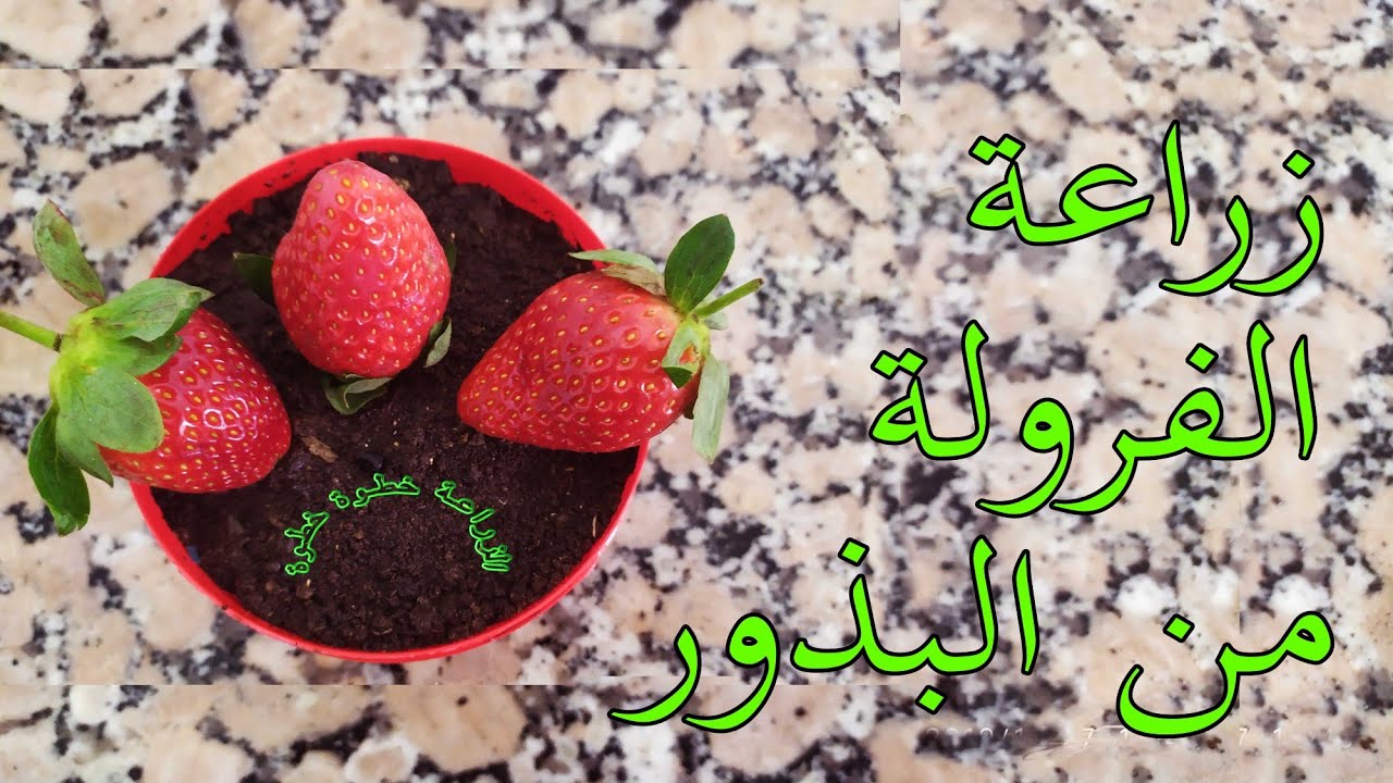 زراعة الفراولة من البذور