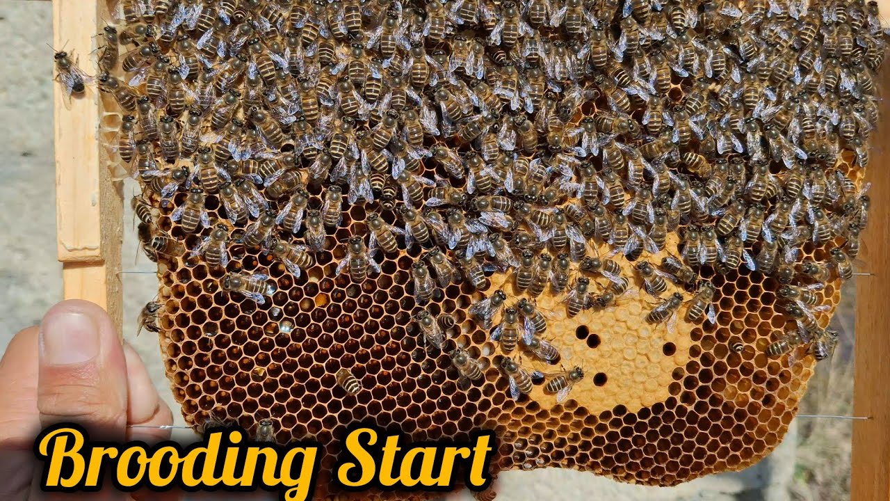 Brooding Start Ho Gaya | Bee Colony Growth & Inspection Update || Beekeeping kashmir 