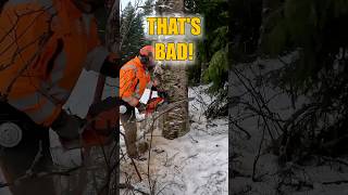 Expert technique for felling a rotten giant #treeremoval #chainsaw #skills