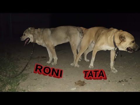 საქართველოს ჩემპიონი 2020  RONI / QARTULI NAGAZI / TATA / და ჩვენი სიამაყე XODA - AFINA