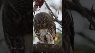 Asian barred owlet