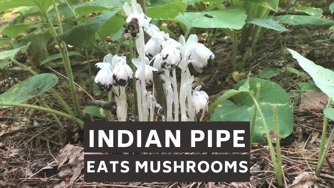 19+ Ghost Plant Indian Pipe