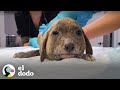 Cachorrita es abandonada con la cara muy hinchada | El Dodo