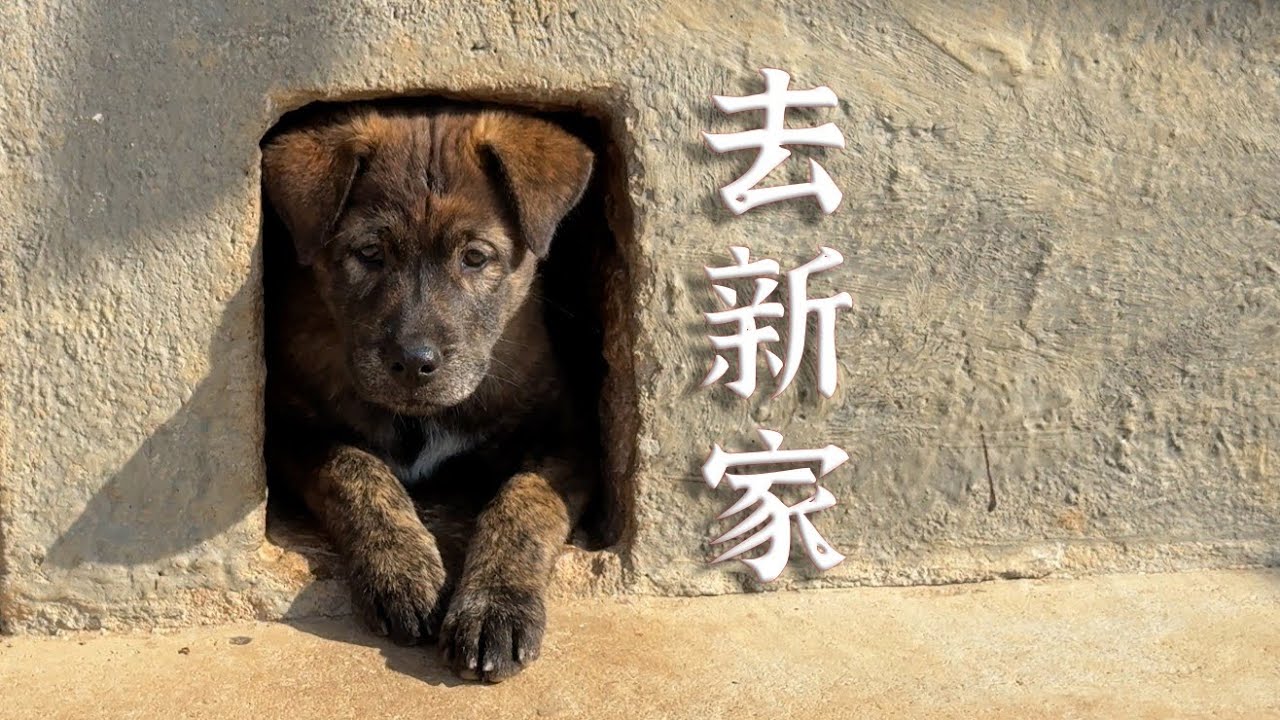 去新家前的疯狂，把狗爸爸累惨了