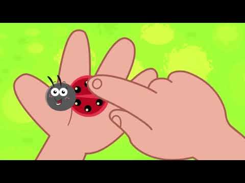 Video: Di cosa parla la coccinella?