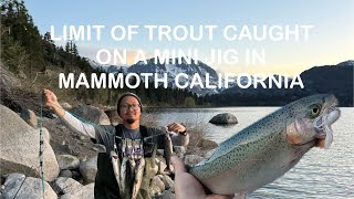 LIMIT OF TROUT ON MINI JIG IN CALIFORNIA