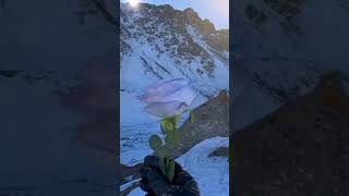 Delicate White Rose Blooms In The Heart Of Winters Embrace winterwonderland naturebeauty 1mviews