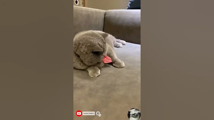 Watch the video about Cat #catfighting #short #cat #catlovers #funnyvideo #catfunnyvideo #catvideo #funny #persiancat