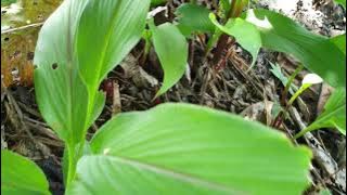 herbal temu ireng / temulawak hitam obat maag hipertensi