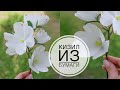 Цветы из БУМАГИ / КИЗИЛ (Дёрен ) / DIY TSVORIC