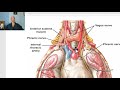 Anatomy for applied medical science(Respiratory Department) 1 (Nerves of thorax), by Dr.Wahdan