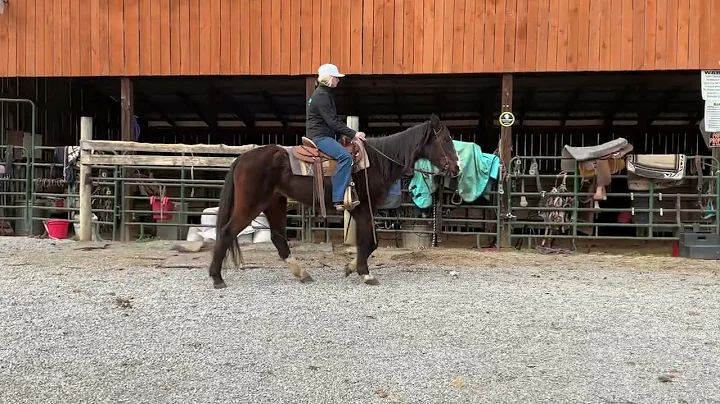 3639- bay QH gelding 20 yr old 15h $675 Deadline 12/29/25