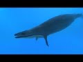 Monster Whale in the Ancient Sahara Desert | BBC Studios