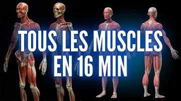 Quels sont les différents muscles du corps humain ?