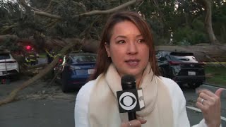 Raw: Woman in Tesla hit by falling tree on 19th Avenue talks about frightening incident