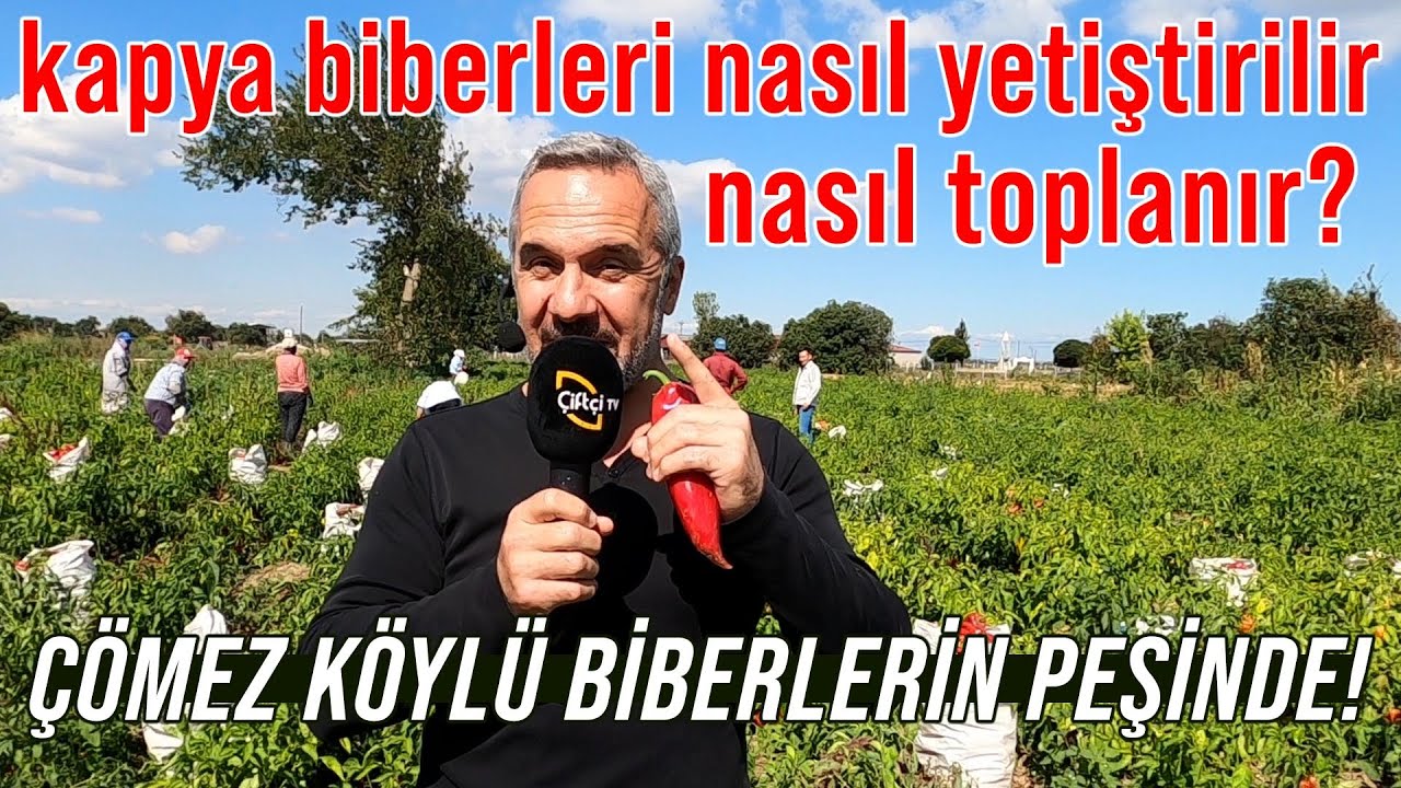 Kapya Biberleri Nasıl Yetiştirilir Nasıl Toplanır? / Çömez Köylü Biberlerin Peşinde! - Çömez Köylü