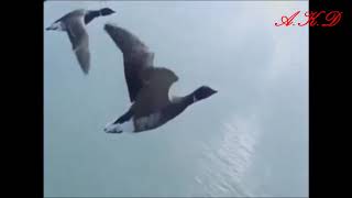 Söyle Sunam Nuretti̇n Rençber