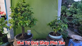 Ngày 17/05 - Bán 2 Cây Mai Tứ Quý Ghép Phú Tân