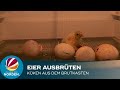 Küken aus dem Brutkasten: Landwirt aus Lübeck brütet Eier aus