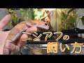 ニシアフリカトカゲモドキ(ファットテールゲッコー)の飼育方法について