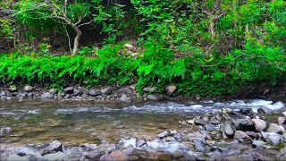 Beautiful Calming Mountain Stream Sound in the Tropical Forest, Best Place to Relax, ASMR