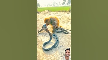 oh! monkey and two king cobraoh! monkey and two king cobra snake short video#short#amazing