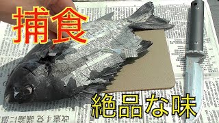 捕食　シマシマな魚