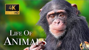 Cute Farm Animals - Dog, Cat, Chicken, Elephant, Cow, Sheep - Animal Sounds