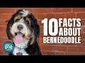 10 Facts About the Bernedoodle | Dogs 101 - Bernedoodle