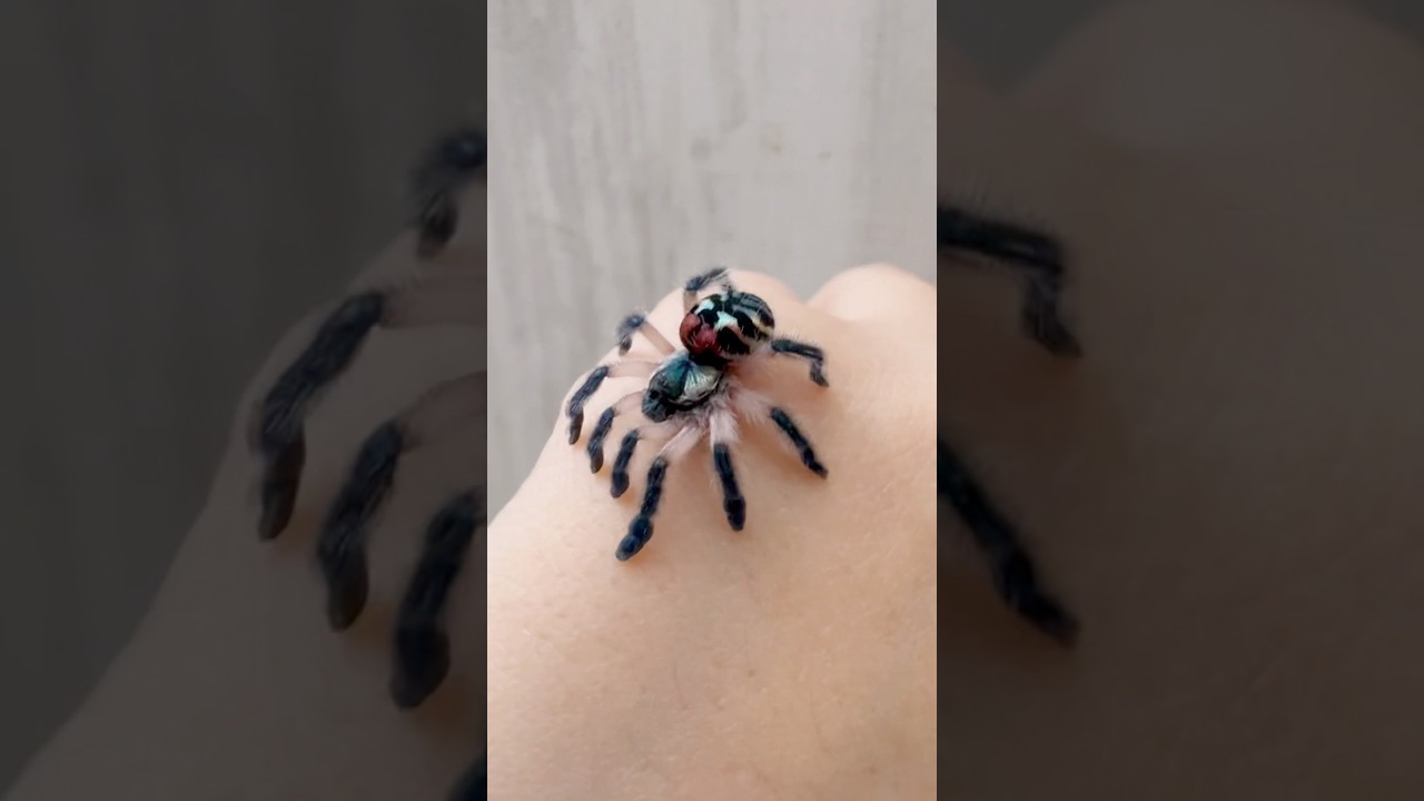 Brazilian Jewel Tarantula Typhochlaena seladonia growing up 
