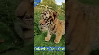 Short video Funny animals and cute animals l funny cats#shorts #funny