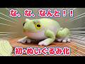 【1年かかった】飼ってるカエルを本気でぬいぐるみにしました