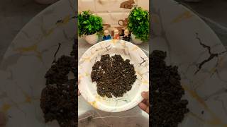 Natural fertilizer for fast growth of plants #viral #trending #fertilizer