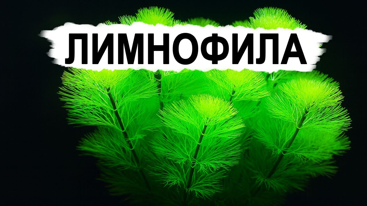 Лимнофила - пушистая звезда аквариума: виды, уход и секреты роста