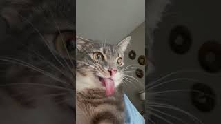 Celebrity EVIL KITTY 😈 #catshorts #cat Profile