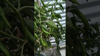 আমার ছাদ বাগানের গাছে কত লঙ্কা ধরেছে #shorts#viral#vedio#