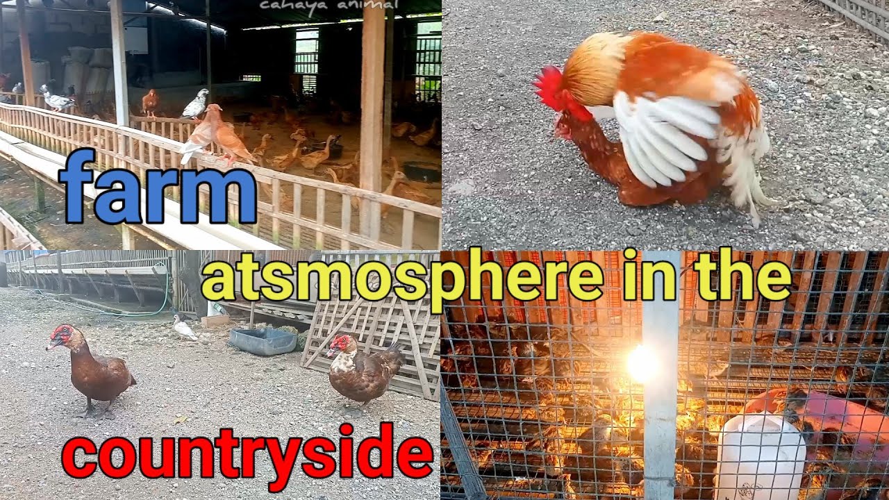 the atmosphere of a chicken, duck and pigeon farm in the countryside