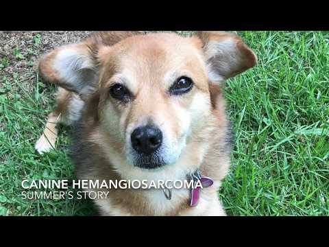 วีดีโอ: สุนัข Hemangiosarcoma: พิสูจน์การรักษาใหม่ที่ยืดอายุ