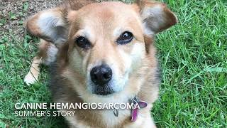 Canine Hemangiosarcoma: Summer's Story