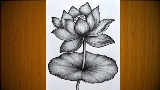 Information Easy Lotus Flower Drawing|| Pencil Sketch Step by Step for Beginners|| flower drawing easy|| drawing Guide