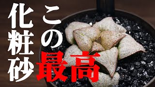 【多肉植物】ハオルチアの化粧砂に新たな素材を採用！【人気観葉植物ハオルシアの育て方】