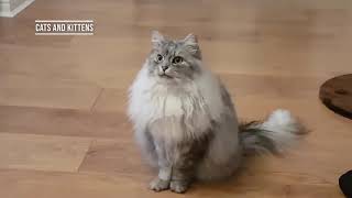 Siberian Cat Does Back Flips When Instructed. by Cat Of The Day 12,653 views 3 years ago 1 minute, 41 seconds