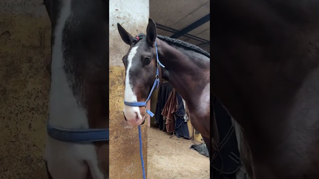 Horse Lovers ke liye ek khaas video! 