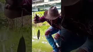 ikan belanak super masseh#shortsvideo #mancing