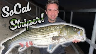 Southern California Striper The MOST ELUSIVE Salt Water Game Fish In Southern California!