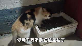 猫咪需要溜吗千万不要这样溜猫如果这样溜猫就没了#vlog #记录真实生活