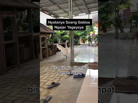 Video: Kucing Dalaman Remaja